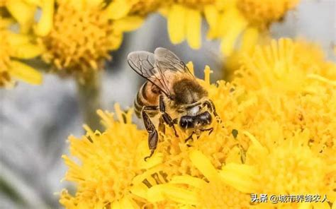 蜜蜂徵兆|【蜜蜂到家裡築巢】蜜蜂到家裡築巢：徵兆、吉凶禍福。